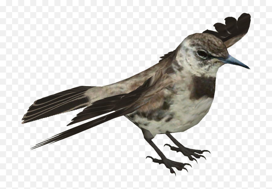 Download Floreana Mockingbird - Drawing Full Size Png Transparent Magpie Png,Mockingbird Png