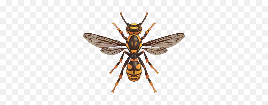 Wasp - Nookipedia The Animal Crossing Wiki Animal Crossing New Horizons Wasp Png,Hornet Png