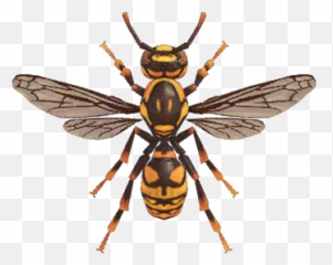 Wasp - Nookipedia The Animal Crossing Wiki Animal Crossing New Horizons Wasp Png,Hornet Png
