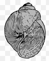 Shells Clipart Scallop - Seashell Png Download Full Size Cangkang Keong,Seashell Png