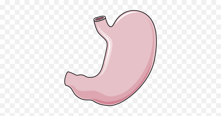 Stomach Transparent Png Image - Transparent Stomach Png,Stomach Png