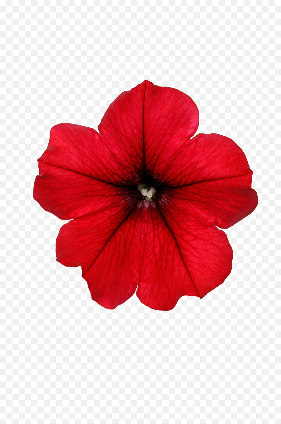 Surfinia Table Dark Red - Red Petunia Png,Red Flower Transparent