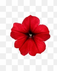 Surfinia Table Dark Red - Petunia png