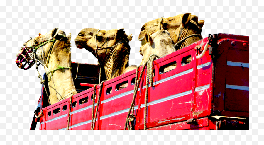 Camelstruckheadsredtransport - Free Image From Needpixcom Truck Png,Camel Transparent Background