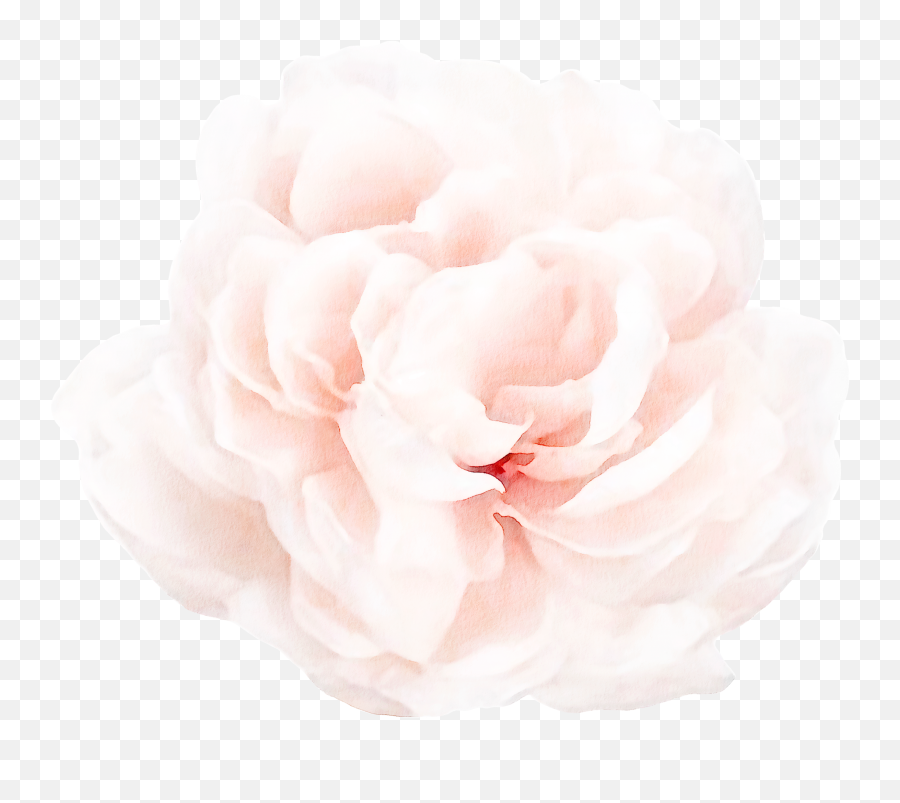 Floral Wall Decals - Peony 4 Png,Peony Transparent