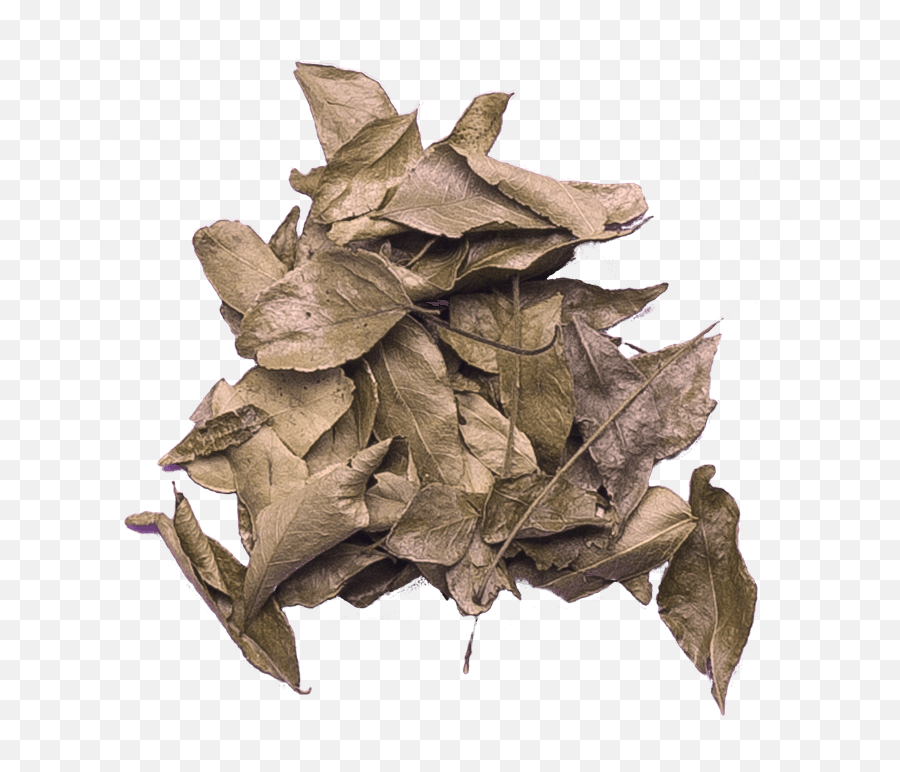 Curry Leaves - Paper Png,Curry Png