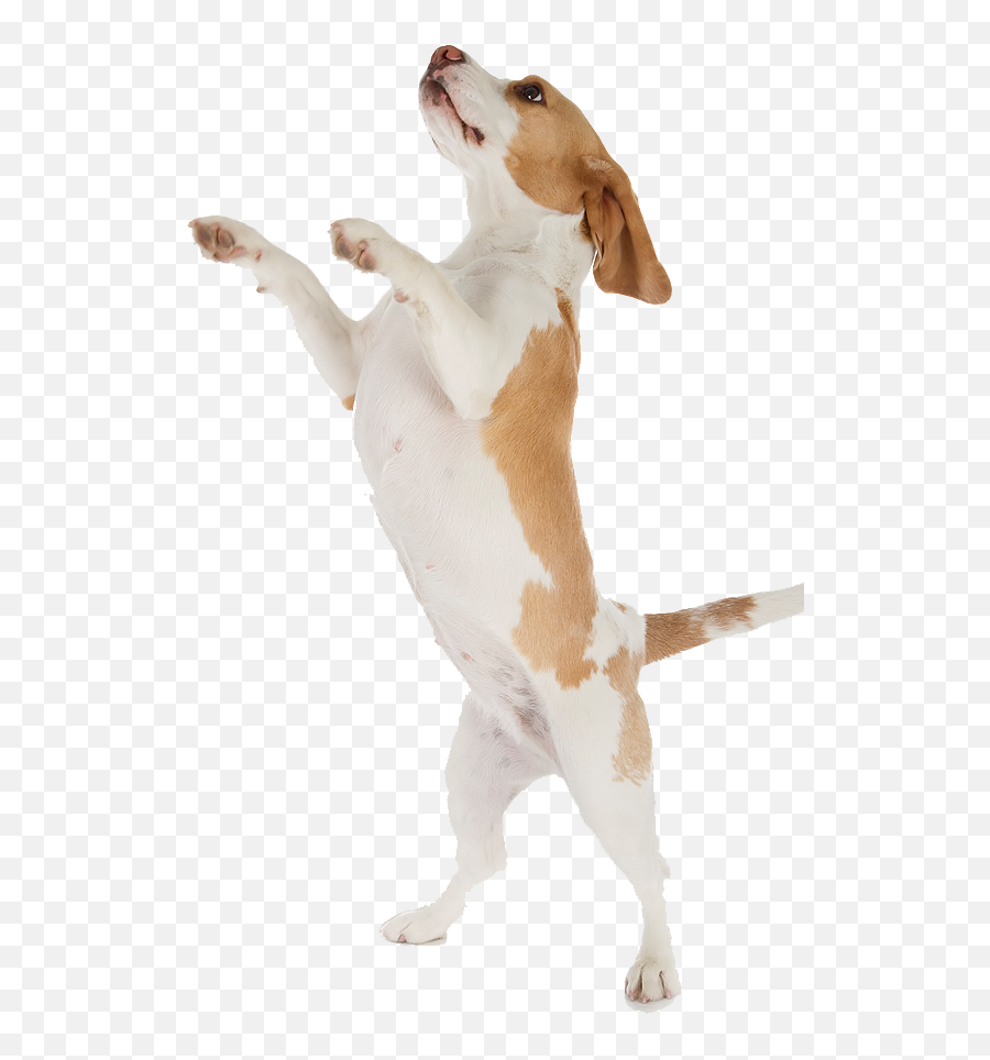 Dog - Dog Jumping With White Background Png,Dogs Transparent