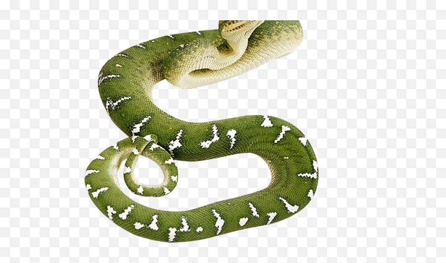Green Snake Transparent Background Png - Snake Png,Snake Transparent