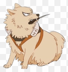 Bnha Bakugou Pomeranian Transparent - Bakugou As A Pomeranian Png,Bakugou Png