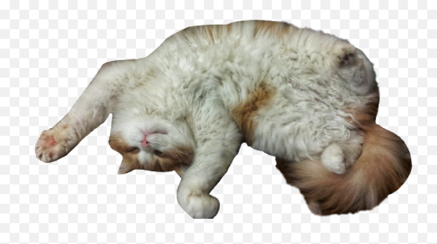 Cute Cat Png - Transparent Png Funny Cats With Transparent,Cute Cat Transparent