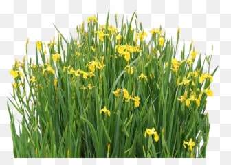 Iris Pseudacorus Aquatic Plant Sweet Png