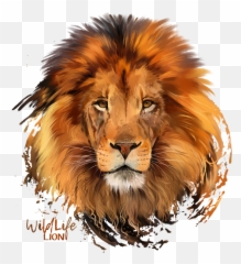 Lion Png Image Picture - Face Images