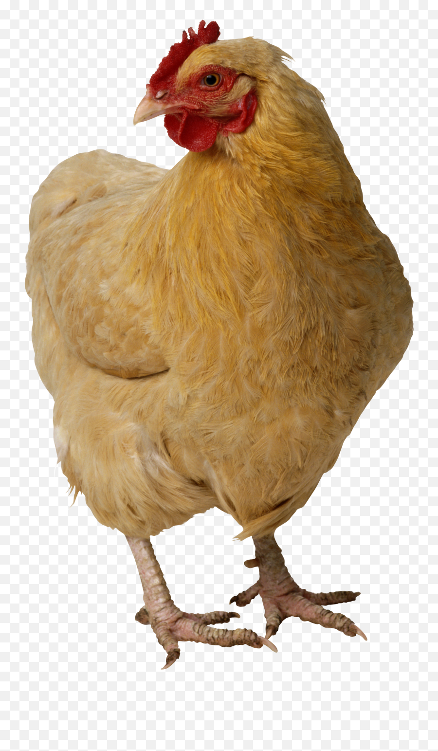 Chicken Png Images - Real Chicken Png,Chicken Png