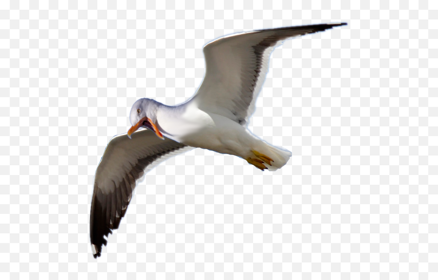 Angry Seagull Badphotoshop - European Herring Gull Png,Seagull Png