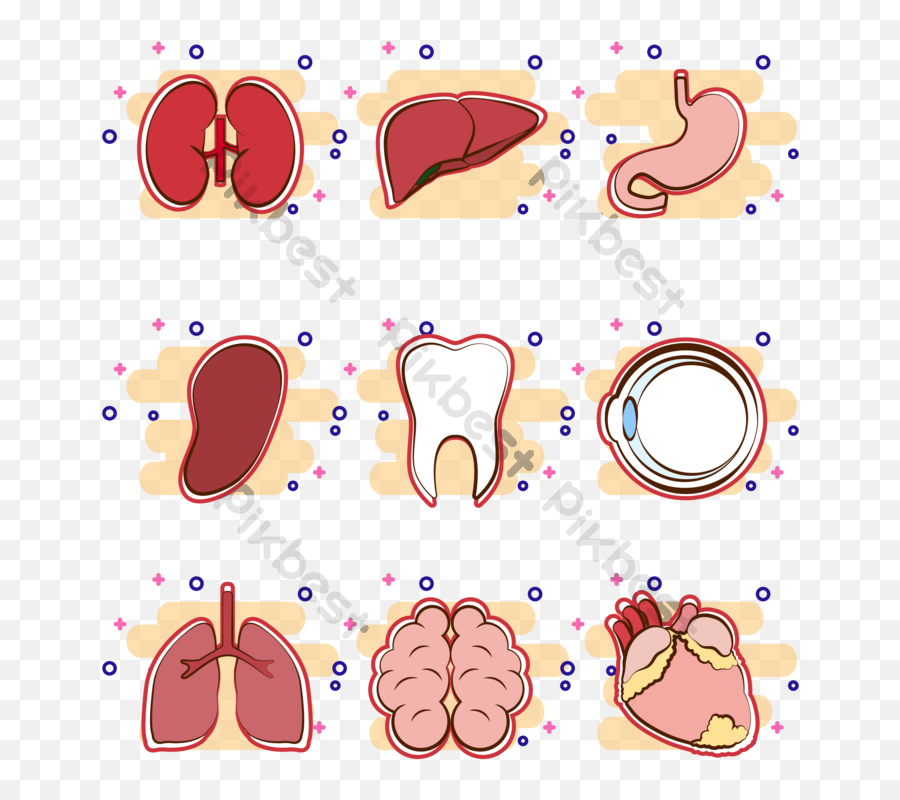 Internal Organs Cardiothoracic Stomach Png Images Ai Free Heart Organ Icon