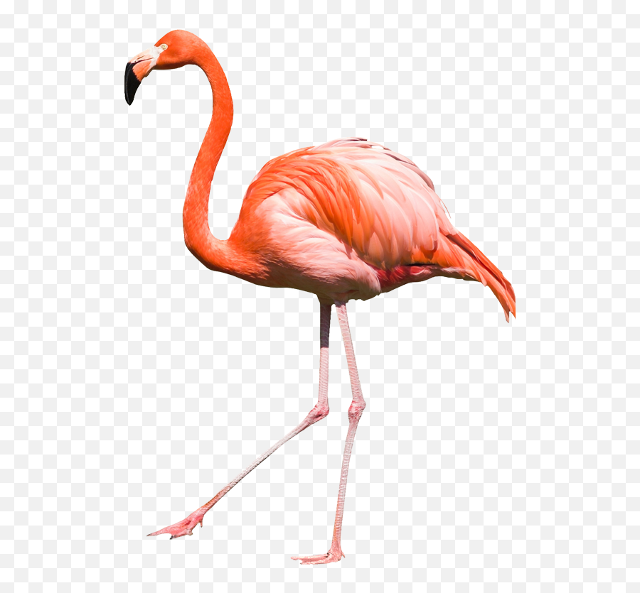Download Flamingo Png Transparent Image - Flamingo Transparent,Flamingo Transparent Background