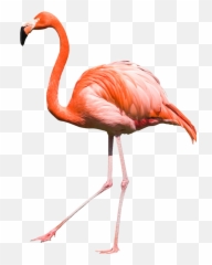 Download Flamingo Png Transparent Image - Flamingo Transparent,Flamingo Transparent Background