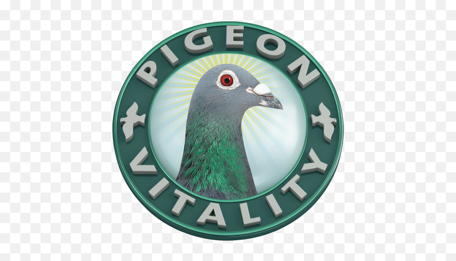 Pigeon Vitality Png Pigeons