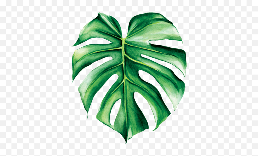 Alexandra Bryant - Web Developer Watercolour Of Tropical Leaf Png,Tropical Leaf Png