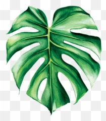 Alexandra Bryant - Web Developer Watercolour Of Tropical Leaf png