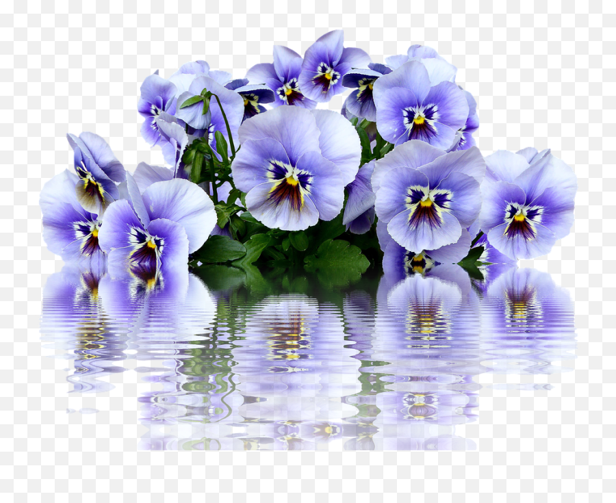 Pansy Spring Blossom - Pansie Png,Flower Bed Png