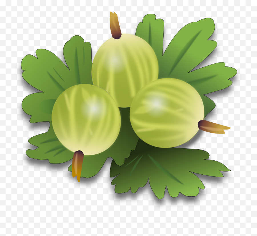 Gooseberry Berry Fruit - Free Vector Graphic On Pixabay Gooseberry Clipart Png,Berries Png