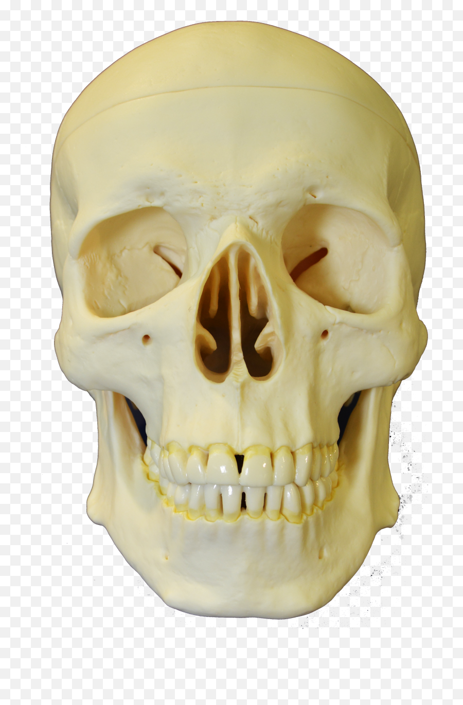 Fileskull - Anterior1png Wikimedia Commons Skull,Skull Head Png