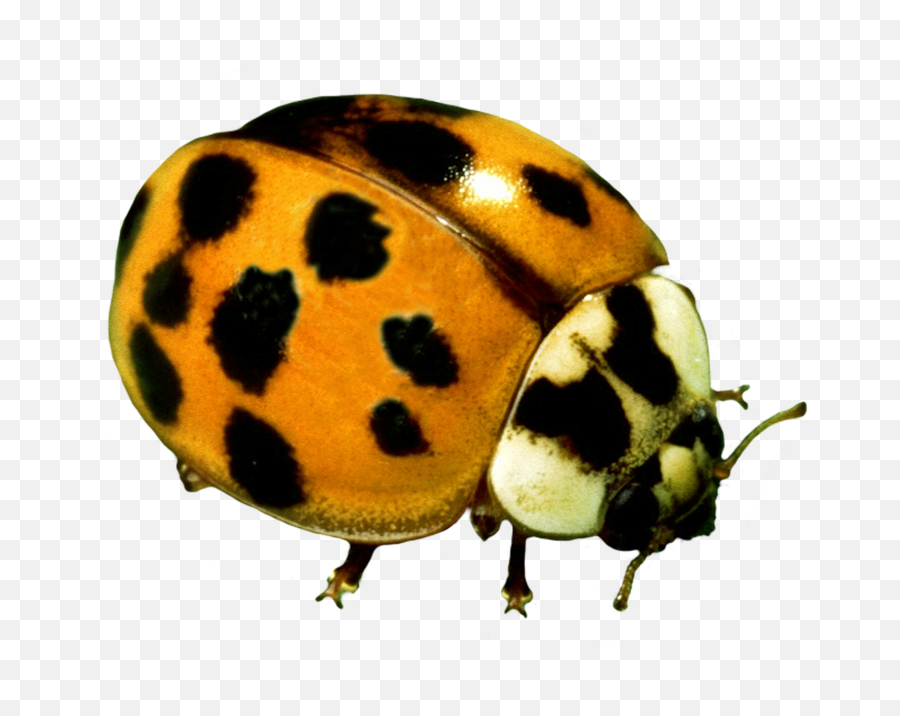 Ladybug Clipart - Yellow Ladybug Png,Beetle Png