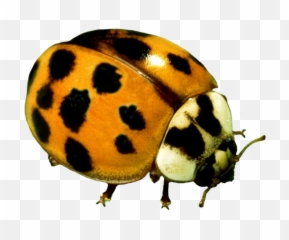 Ladybug Clipart - Yellow Ladybug Png,Beetle Png