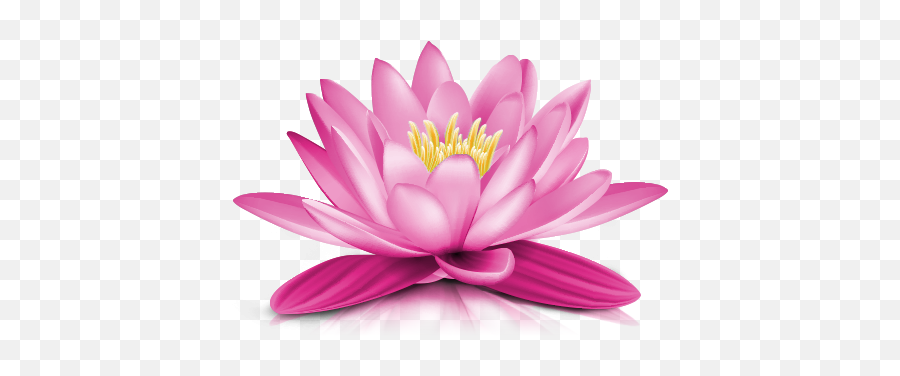 Water Lily Png Transparent Picture 486 - Water Lily Flower Png,Lily Transparent Background