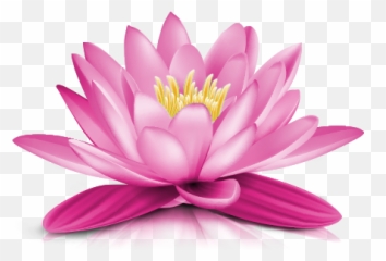Water Lily Png Transparent Picture 486 - Water Lily Flower Png,Lily Transparent Background