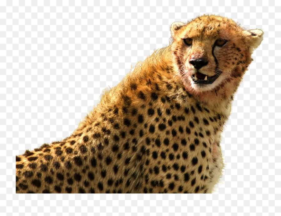 Png Images - Cheetah Png,Cheetah Png