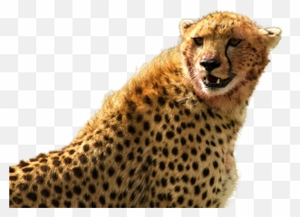 Png Images - Cheetah Png,Cheetah Png