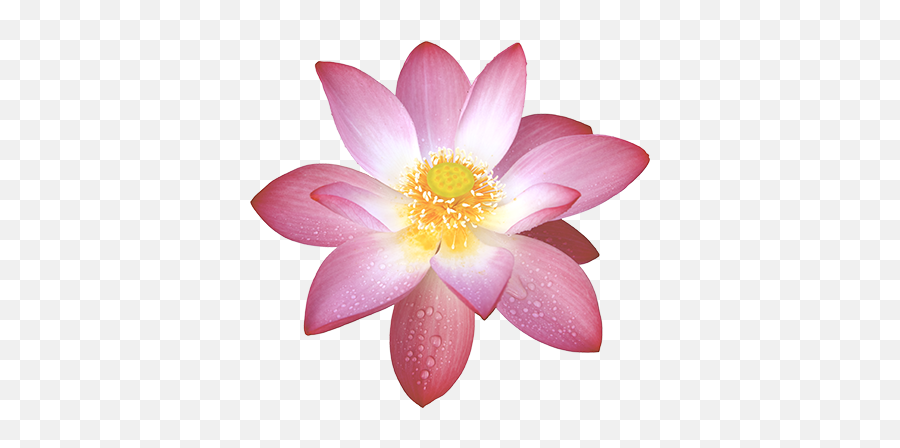 Lotus Flower Png - Lotus Flower Buddhism Png,Lotus Flower Png