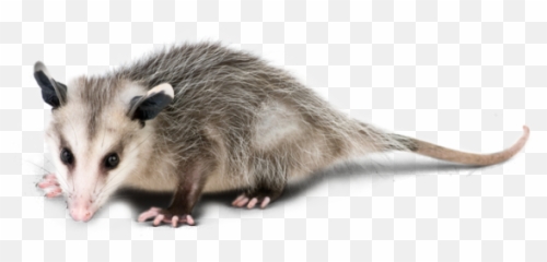 Types Of Wildlife Oak Ridge Tn Volunteer - Get Rid Of Possums Png,Opossum Png