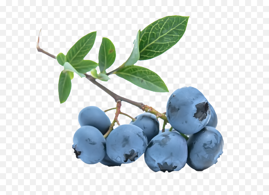 Blueberries Png Image For Free Download - Blueberry Branch Transparent,Blueberry Transparent Background