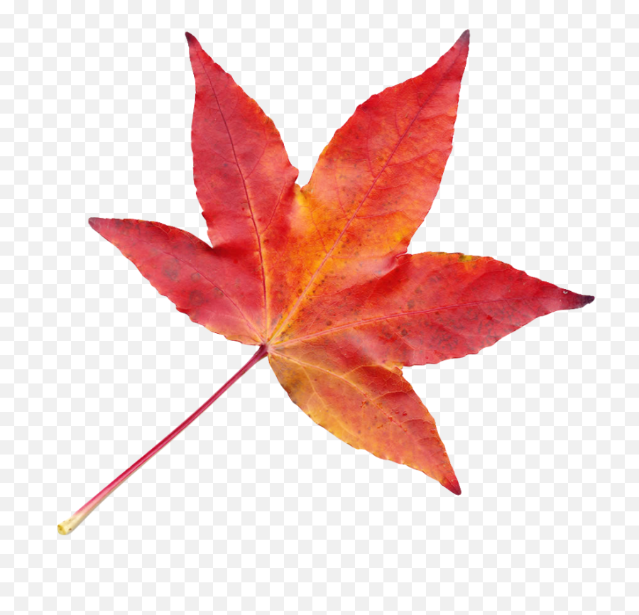 Autumn Leaf Png Transparent Image - Pngpix Autumn Leaf Image Png,Fall Leaves Png Transparent