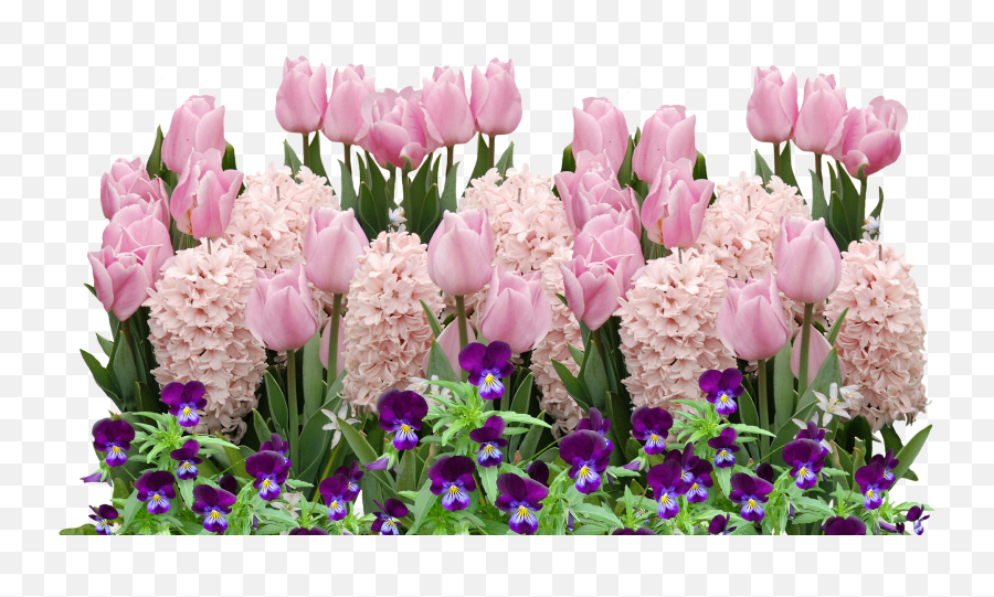 Spring Tulips Easter Flower Flowers Flowerspring Png