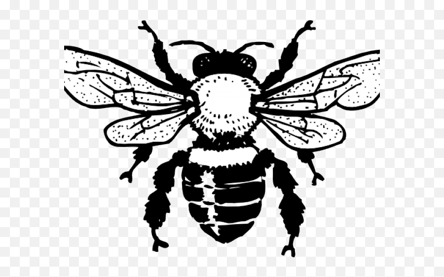 Gucci Clipart Bee - Png Download Full Size Clipart Black And White Bee Clipart,Gucci Png