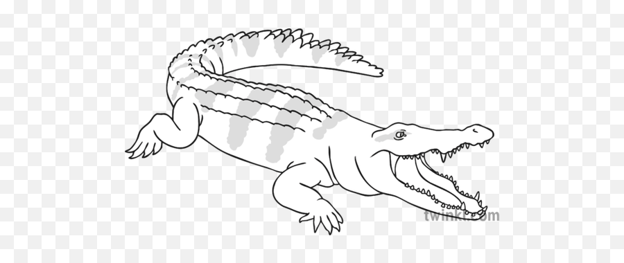 Crocodile Reptile Wild Open Eyes Animal Ks1 Black And White Rgb - Big Png,Crocodile Transparent