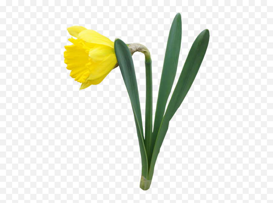 Daffodil Flower Daffodils Spring Flowers - Daffodil Flower Transparent Png,Daffodil Png