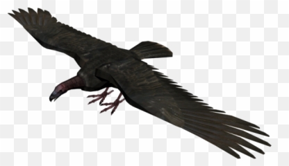 Vulture - Transparent Vultures Png,Vulture Transparent