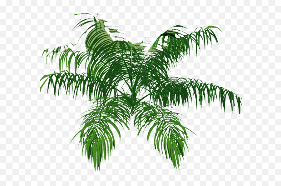 Download Palm Tree Top Png - Transparent Palm Tree Architecture Plants Top View Plan Png,Tree Png Top
