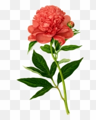 Vintage Floral Png - Botanical Illustration Peonies Drawing