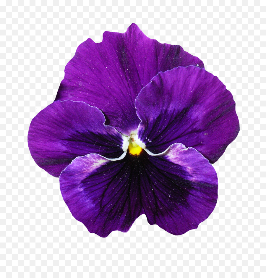 Download Flower Free Png Transparent Image And Clipart - Pansy Flower Png,Real Rose Png