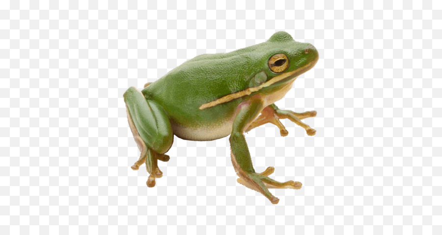 Png Frog - Png Image Of Frog,Transparent Frog