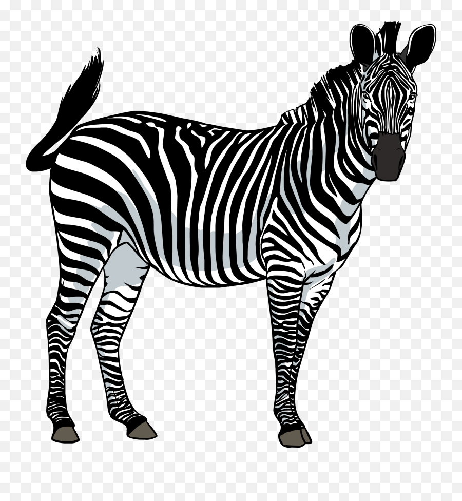 Free Png Zebra Images Download - Zebra Png,Zebra Logo Png