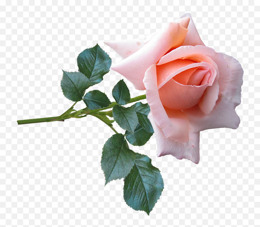 Download Rose Flower Stem Garden Nature - Rose Of Nature Rose In Nature Png,Flower Stem Png