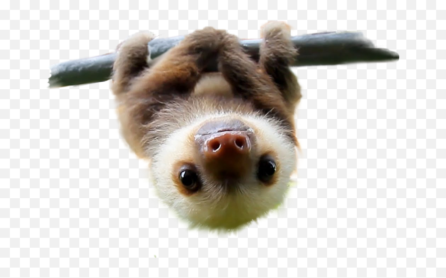 Png Adopt A Sloth Baby Sloths Clip Art - Baby Sloth Transparent Background,Sloth Png