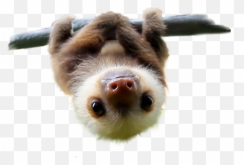 Png Adopt A Sloth Baby Sloths Clip Art - Baby Sloth Transparent Background,Sloth Png